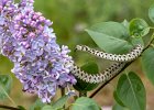 Leopard snake.jpg : Bulgaria Spring Macro, Stara Kresna, Natures Images, 29 April, 2022, Olympus III